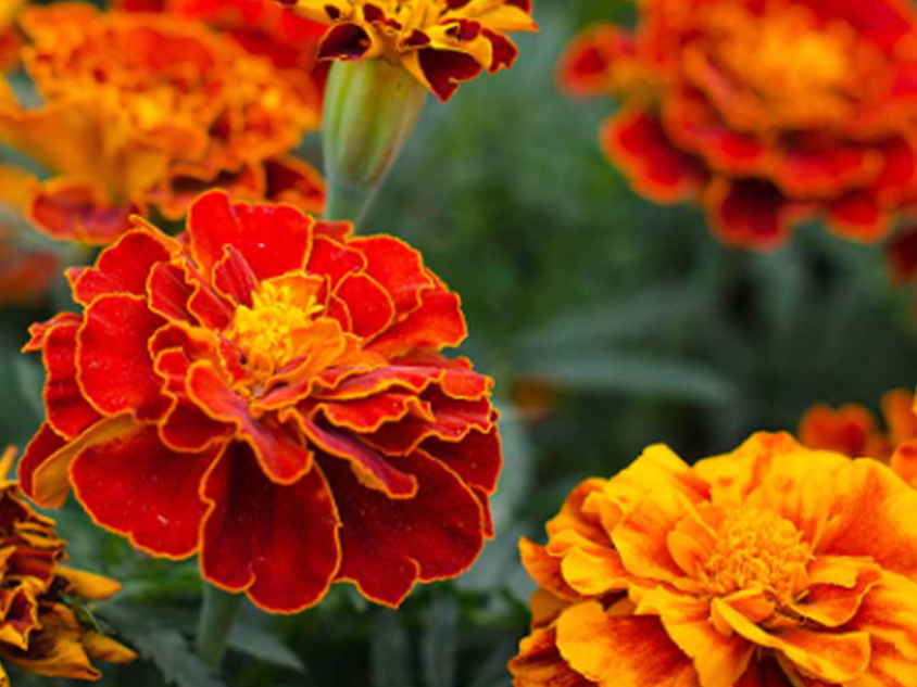 Tagetes Concrete Herbal Family